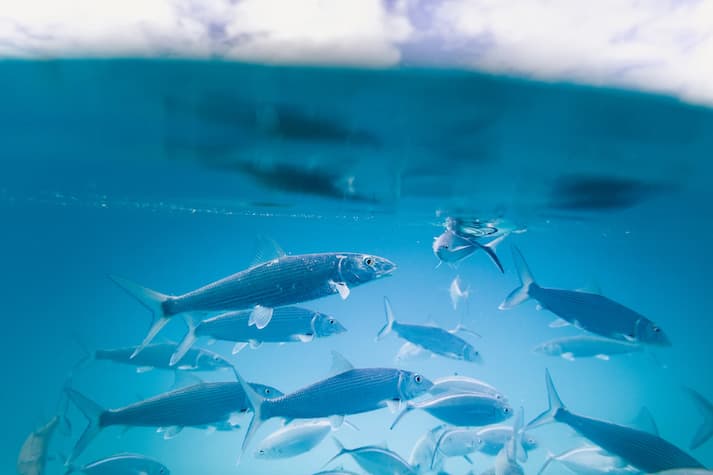 Apa yang Digunakan Oleh Nelayan Modern untuk menangkap Ikan